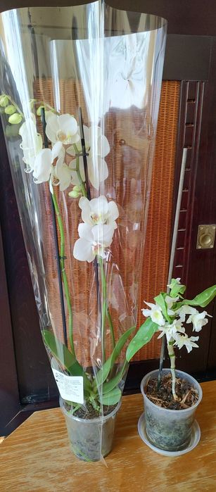 orhidee înflorite/ 50 lei