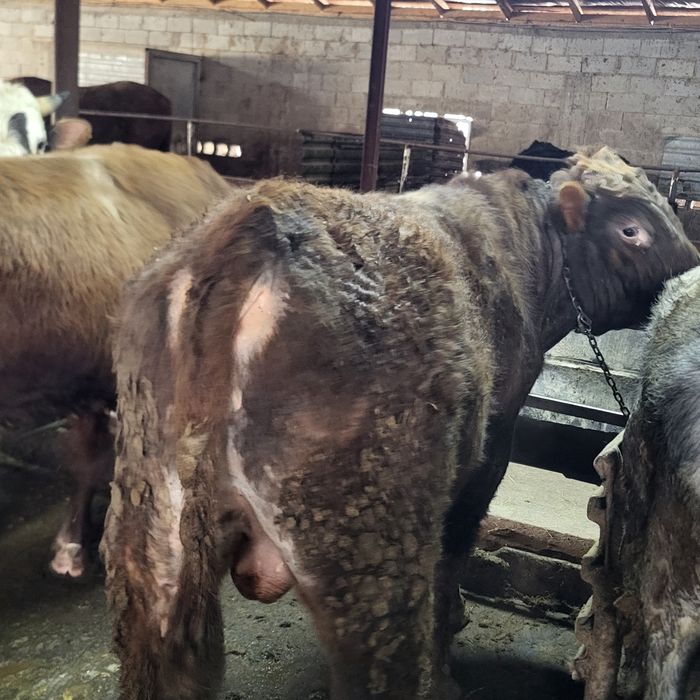 Продам 12 голов быков