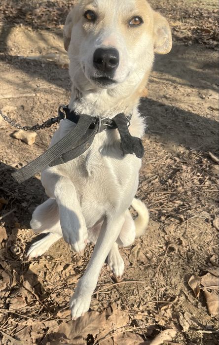 собака.  1.5 года