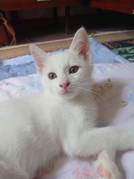 Отдам котят в хорошие,добрые руки