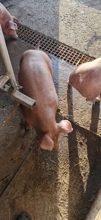 Vand iepuri de curte