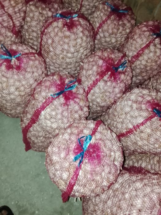 Usturoi de primavara