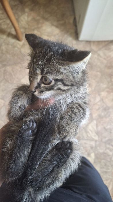 Котята 2 малчики