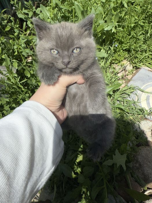 Отдам двух котят