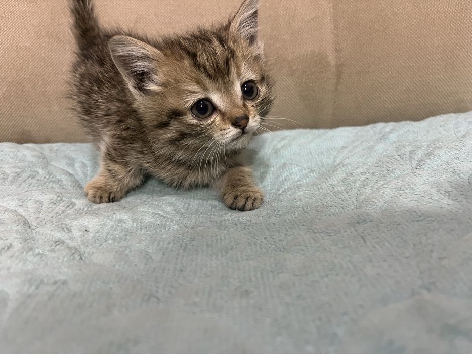 Отдам котят в добрые руки