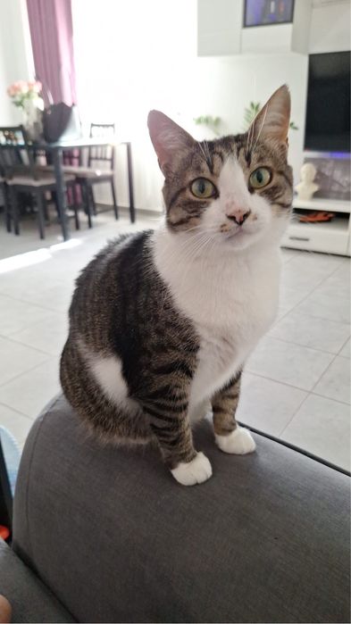 Petsitter- Dog walker