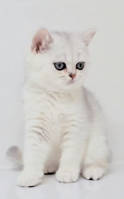 шинШилла серебро кошечка,