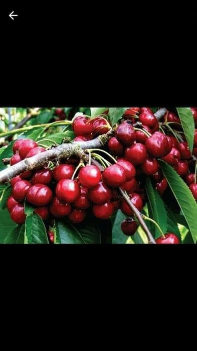 Vand pomi fructiferi columnari si normali ,vita de vie