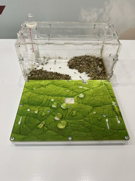 Муравьиная ферма