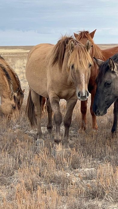 Айғыр сатылады. 2022 жылғы.