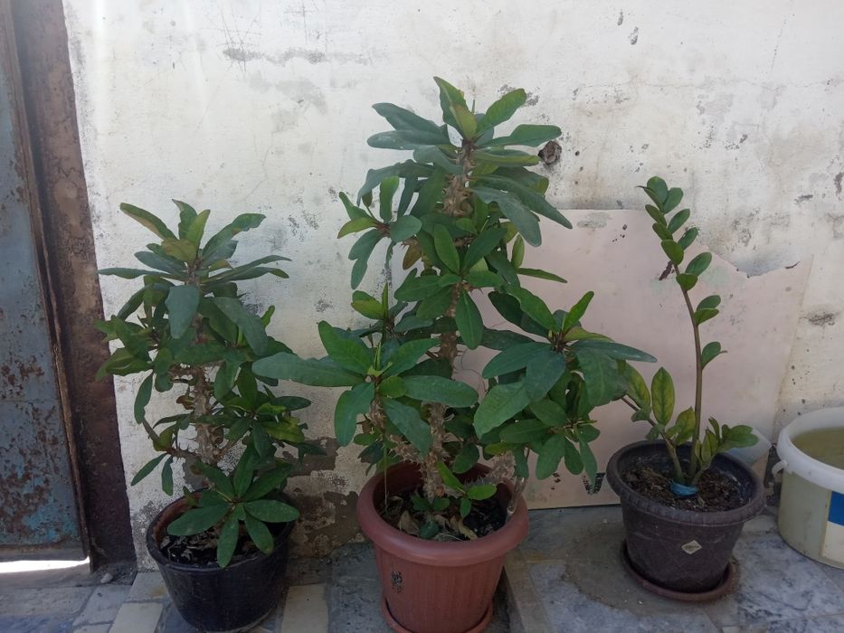 Цветы офисные, домашние