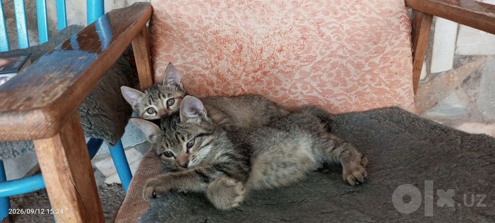 Отдам котят в хорошие руки