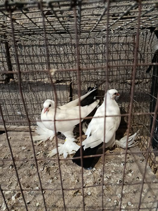 Продам чернохвостых персов