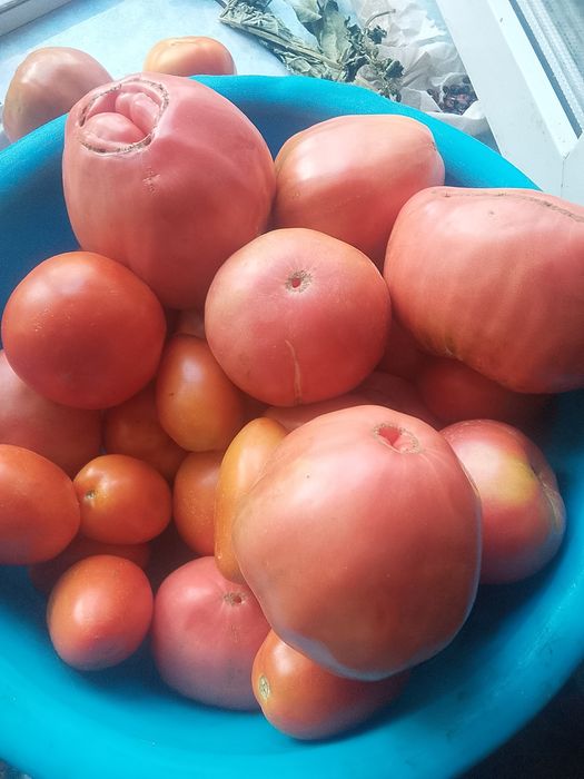 продам помидоры качественные