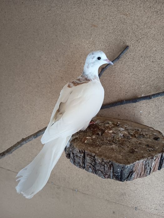 Гугутки смехурки