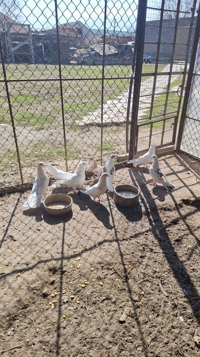 Продам голубей бакинцы