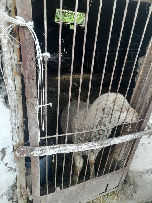 Продам кошкара..