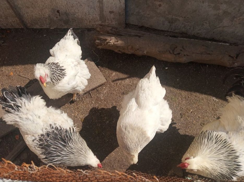 Brama joʻjalar sotiladi