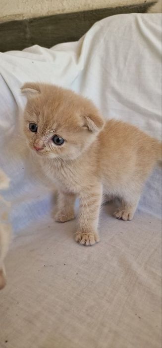 Скотиш фолд шиншилла