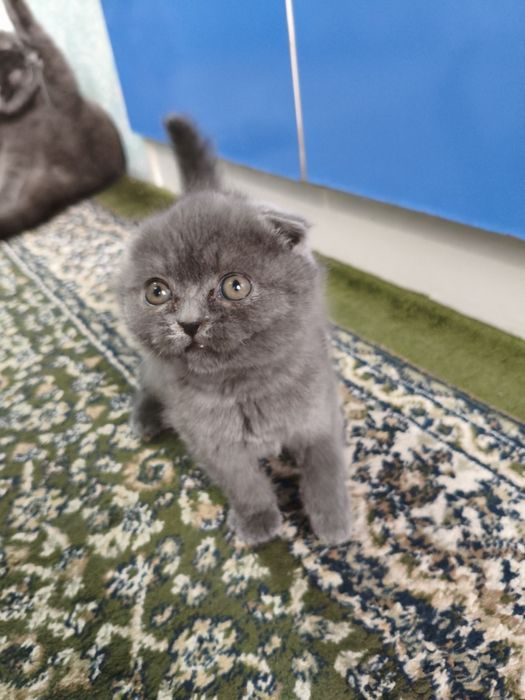 КОТЁНОК  Mushuk  sotiladi