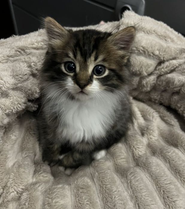 Maine Coons băiețel