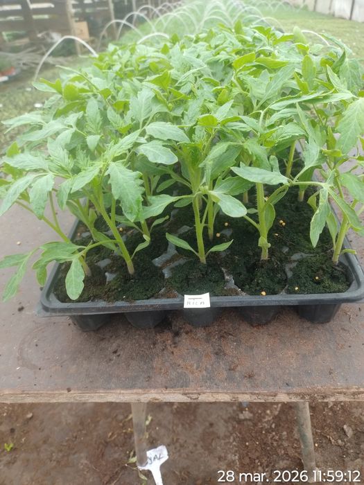 Rasad de roșii Sandoline Rila si alte hibrizi