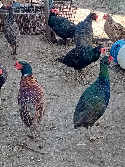 Fazani comuni si tenebros