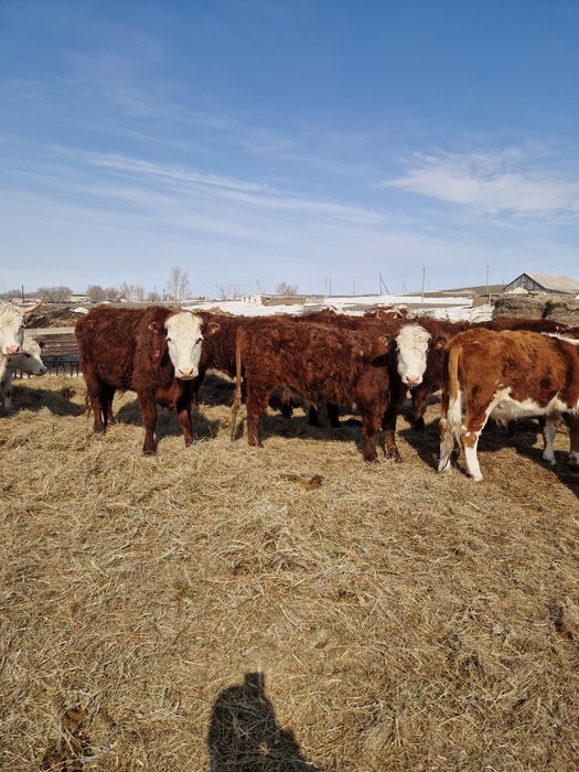 Продам быков с откорма.