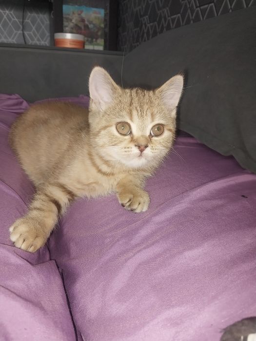 Продам котенка девочку