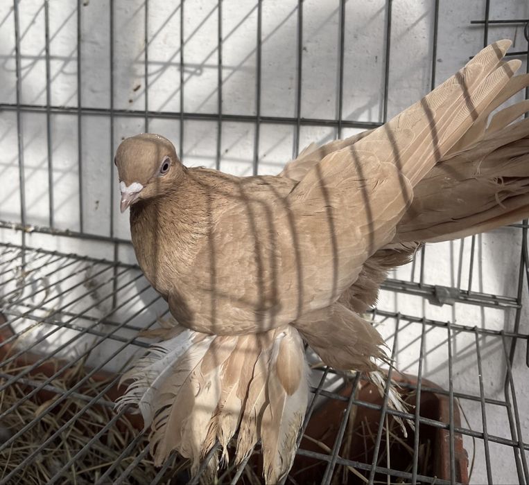 Продам молодую голубку