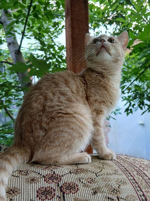 Отдам кошку в добрые руки