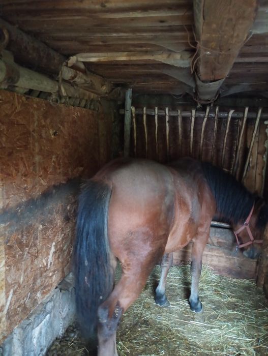 Mânză 1,6ani de vanzare pret  in euro. Hamu pus pe ea doar sa se inve