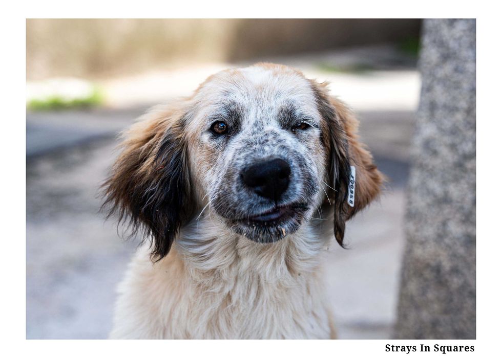 Стикери с Кауза: Бездомите Животни