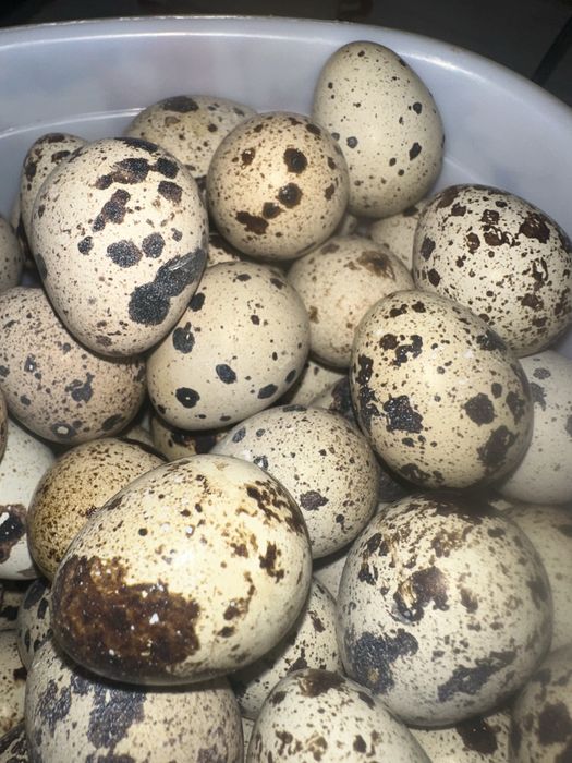 Яйцо перепелов домашнее