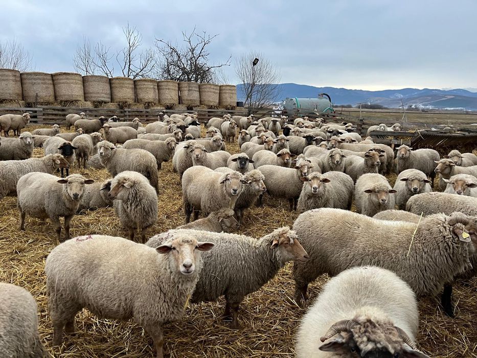 Oi tigaie varietate ruginie