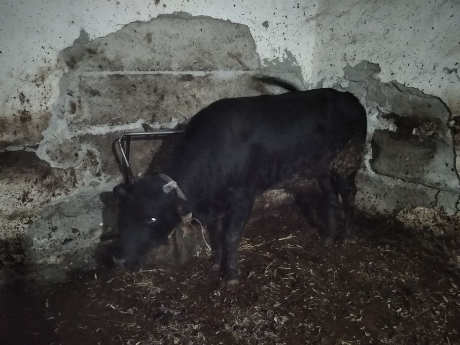 йемланган мол дехкончилик