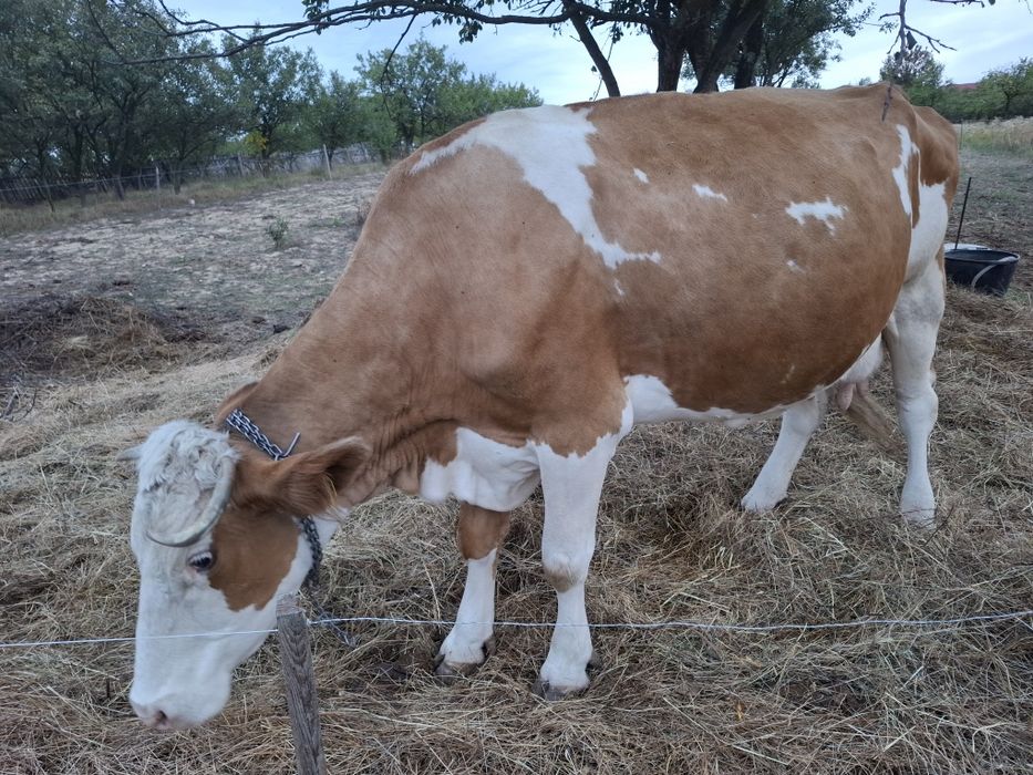 Vaca de vanzare de 10 ani