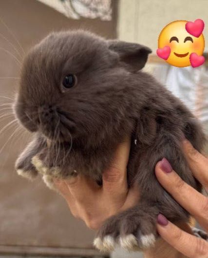 Продам Кроликов породы Минилоп Сплит/Минелоп Сплит қуёнчалар