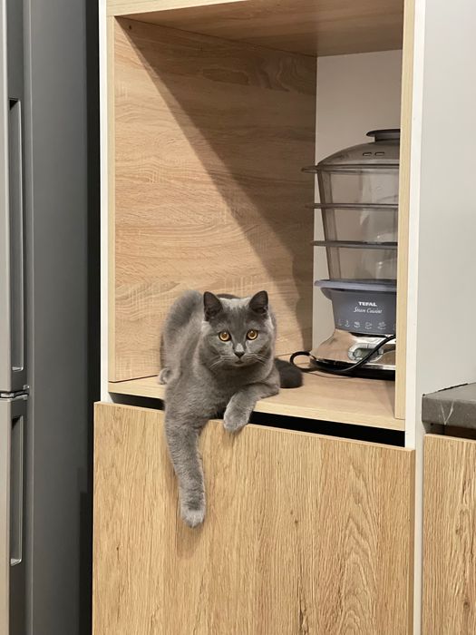 Кот британец для вяки