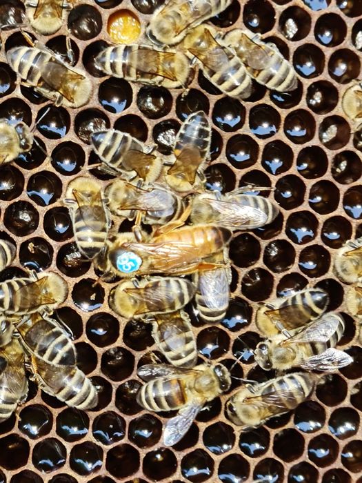 Mătci, albine, Buckfast F1