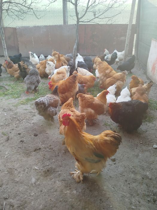 Ouă brahma pentru incubat
