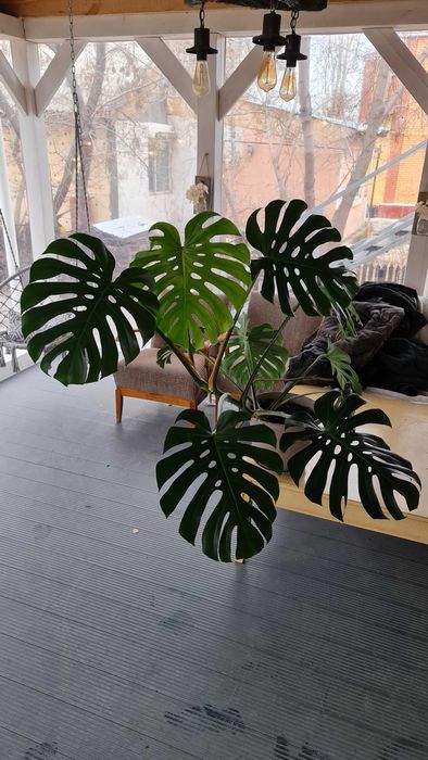 Цветок комнатный Монстера