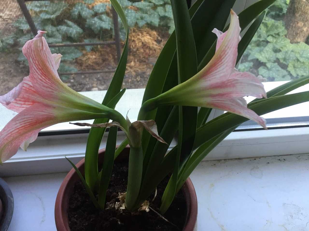 Продам комнатные цветы, Амариллис (Amaryllis), и розовый Гиппеаструм: 1 500  тг. - Комнатные растения Талдыкорган на Olx