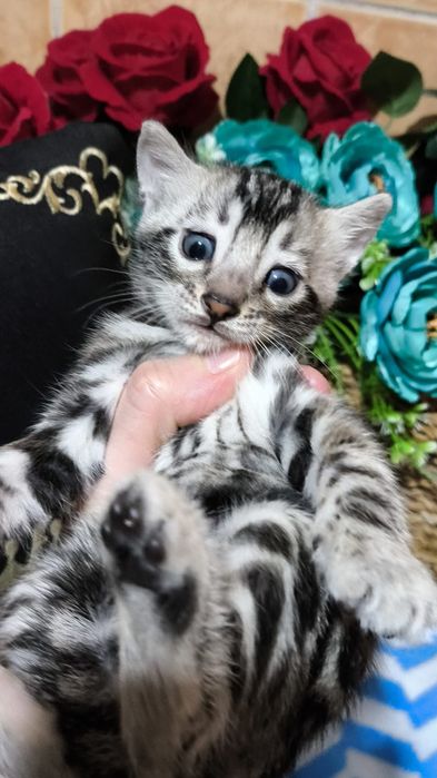 Мимишное Серебро.  Бенгалы- ДЕТКИ