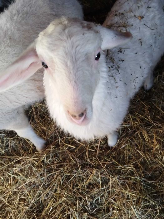 Vând  sau schimb berbecuti Assaf și Lacauna