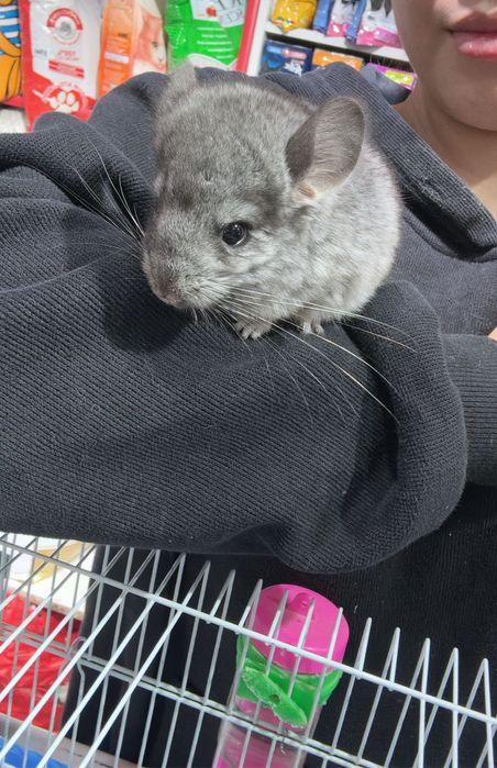 Шиншиллы малыши  )