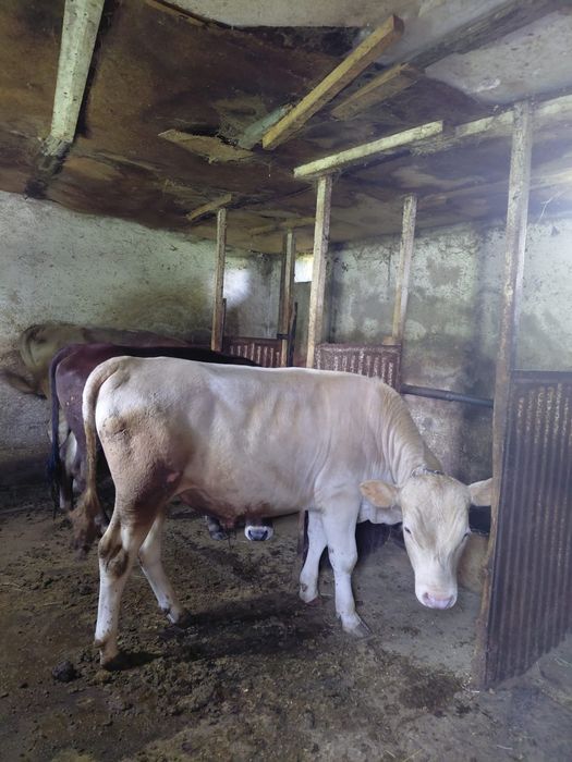 Продам быка жирного