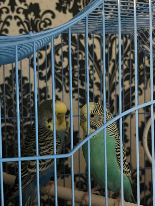Vând păsări de companie – nimfă (pui) + 2 peruși adulți