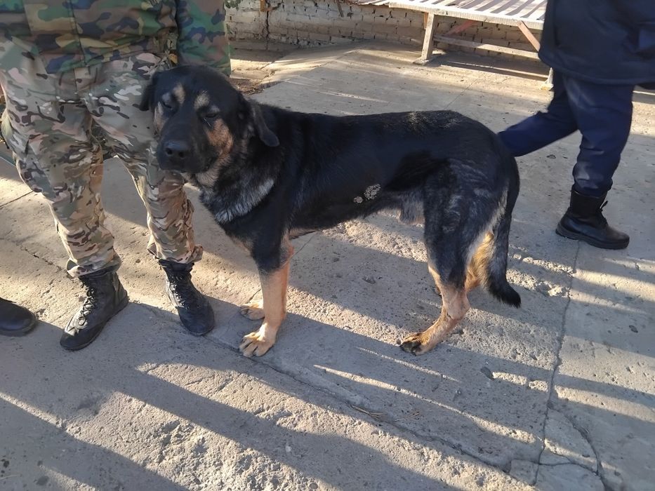 1 жылдық ит сатылады