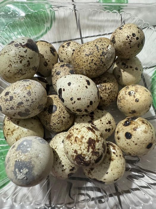 Яйцо перепелок, домашние